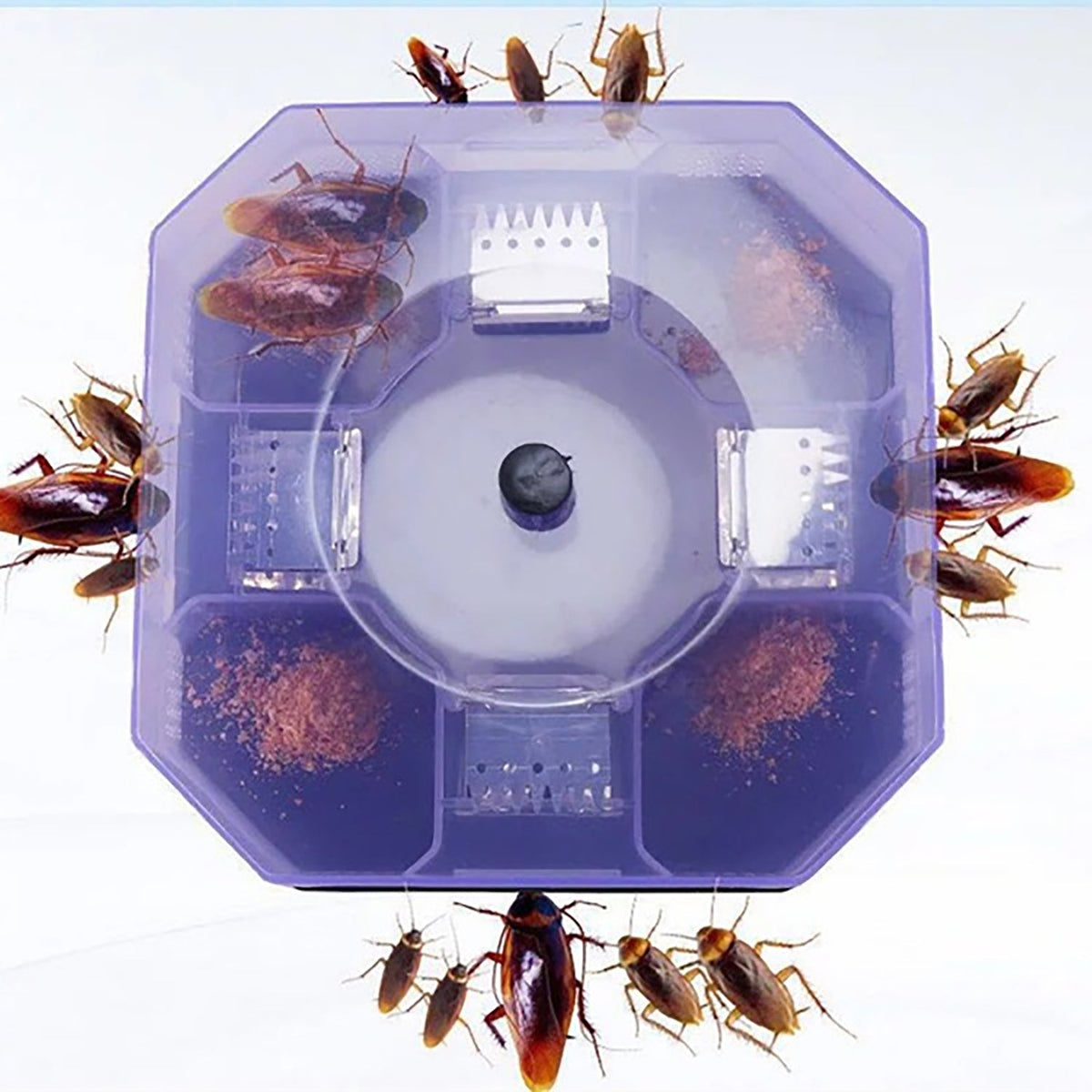 Purple octagonal cockroach trap with bait powder and many cockroaches inside and around it.